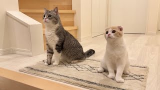 飼い主が帰ってこない日の夜、猫たちが玄関でずっとこうなってました…【もちまる日記】