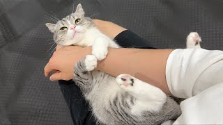 部屋から出ていくと追いかけてきてくっつき虫になっちゃう猫がかわいすぎたw【もちまる日記】
