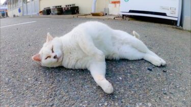駐車場にいた白猫ちゃん、ウネウネしてカワイイ【感動猫動画】