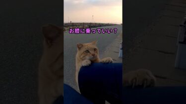 猫島で道路脇に座ると猫が膝の上に乗ってきた #shorts【感動猫動画】