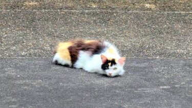 無人のコテージに人間ぽい顔したお洒落な三毛猫が現れた👩【CuteWoo】