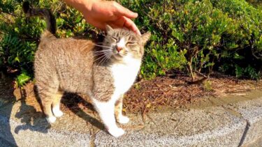 道路脇の植込みに座っていた野良猫の隣に座ってナデナデすると喜んですり寄ってきた【感動猫動画】