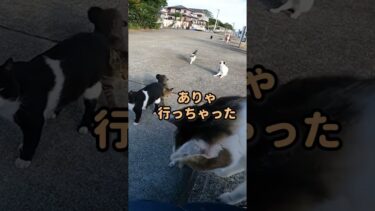 猫島で座ったらあっという間に猫に包囲される#shorts【感動猫動画】