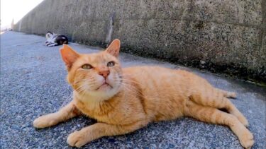 防波堤の茶トラ猫ちゃん、撫でると大音量のゴロゴロ音で喜ぶ【感動猫動画】