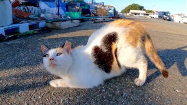 漁港にいたハートマークの三毛猫ちゃんは腰トントンが好き【感動猫動画】