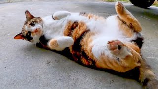 漁港にいた腰トントン好きな三毛猫ちゃんはとにかく甘えん坊【感動猫動画】