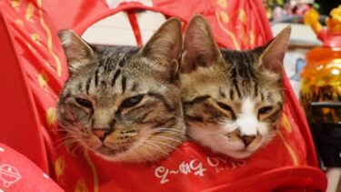 めちゃくちゃかわいい♥二匹の猫のルームシェア☆世話焼きガーちゃんのしつこいグルーミング【リキちゃんねる　猫動画】 キジトラ 猫のいる暮らし