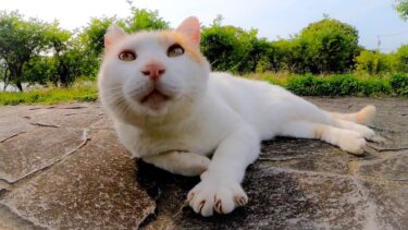 公園の池の側で寝ていた猫を撫でるとゴロゴロ喜んでベンチに座ってきた【感動猫動画】