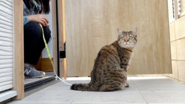 初めて散歩に出掛けるも即帰宅しちゃう猫…【ポムさんとしまちゃん / ねこべや】