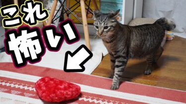 猫の謎行動☆突然クッションにビビるまくる猫ガーちゃん☆勇気を出して猫パンチ！抜き足差し足忍び足・・・　【リキちゃんねる　猫動画】 キジトラ 猫のいる暮らし