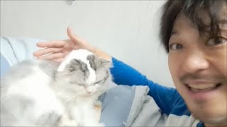 飼い主によるスコティッシュフォールドもちとら紹介動画【kokesukepapa】