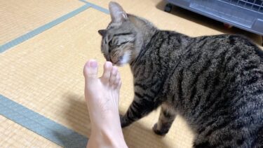 飼い主の臭すぎる足の匂いを嗅いだ猫の反応ww【てん動画】