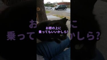 猫の集会所に集まっていた野良猫を撫で撫でしてたら子猫の黒猫ちゃんがモフられにきた #shorts【感動猫動画】