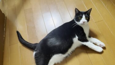 擦り切れたように毛が薄くなった猫の症状を獣医さんに診てもらいました【ひのき猫】