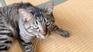 狂暴猫が大好きなものは噛むと音が出るゴミだった…！？【てん動画】