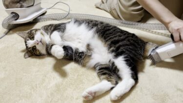 ついでにお尻の毛を刈られてしまう猫【ひのき猫】