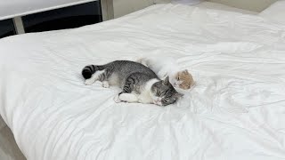 猫たちが自分の名前を覚えてるのか1人ずつ呼んでみたらこうなったw【もちまる日記】