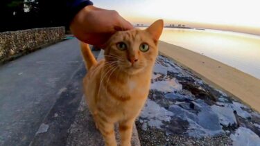 海辺で見掛けた茶トラ猫ちゃん、防波堤に座ると隣に座ってきてカワイイ【感動猫動画】