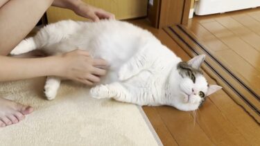 転がるときに「ドスン」と音がしそうな猫【ひのき猫】