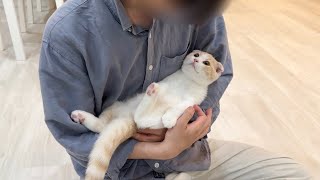 初めて飼い主の友達が遊びに来たら子猫が懐きすぎてまさかのこうなりました…w【もちまる日記】