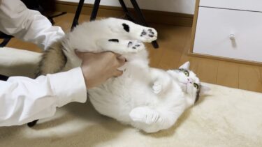 何をされても動じない猫とどこに乗られても動じない息子【ひのき猫】