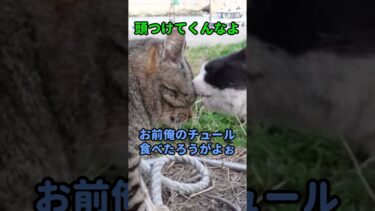 猫のケンカがお互いの顔が当る位近づけていて面白い #shorts【感動猫動画】