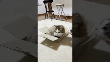 秀吉って思ってたよりも小さかったんやw【ひのき猫】