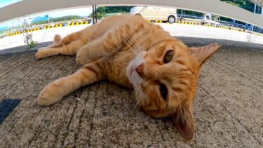 フェリー乗り場の茶トラ猫くんは腰トントンが好き【感動猫動画】