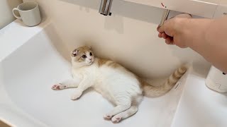 子猫が洗面所で遊んでるのでそのまま水を出してみたらこうなりましたw【もちまる日記】