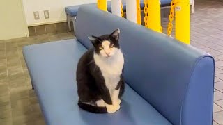 雨の日は切符売り場が猫カフェ?!【感動猫動画】