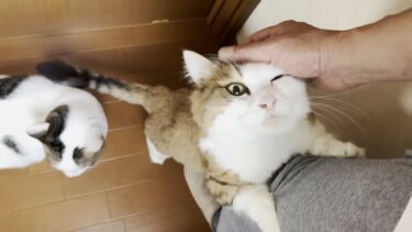 朝から猫にアゴを舐められる幸せな生活【ひのき猫】