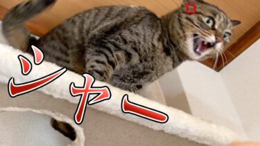 飼い主のことが大嫌いすぎて本気で威嚇して襲いかかる猫…【てん動画】