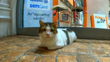 何故かショッピングモールの中にも猫が。。。【感動猫動画】