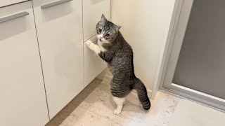 子猫が戸棚に閉じ込められた事に気がついた兄がこうなってました…【もちまる日記】