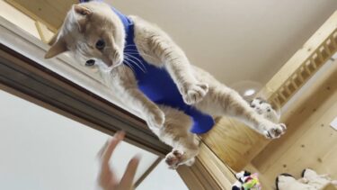 爪切りでかなりブチギレられましたが、外では見事に猫をかぶります【ひのき猫】