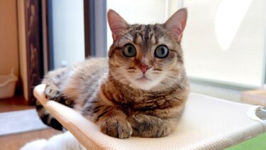 しまちゃんが４歳の誕生日を迎えました〜！【ポムさんとしまちゃん / ねこべや】