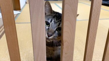 狂暴猫の部屋に入ったらボコボコにされました…【てん動画】