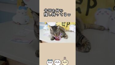 隠すのが上手い猫☆ガーちゃんの体はブラックホール　#ちいかわ #デコステッカー #猫のいる暮らし