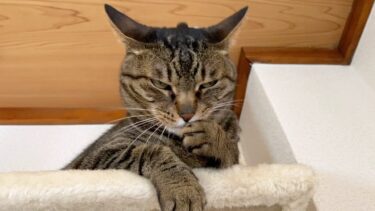 イカ耳すぎるブチギレ凶暴猫を触ろうとした結果…【てん動画】