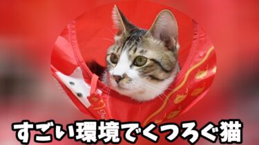 更に進化した要塞のようなお部屋で寛ぐ猫ゴマちゃん☆座布団＆ちゅーるボックスでテトリス状態【リキちゃんねる　猫動画】 キジトラ 猫のいる暮らし
