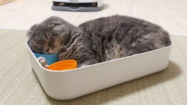 おもちゃ箱に埋もれた猫を発見しました…【まんまる猫】つむチャンネル。