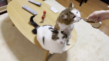 オヤジ猫のせいで食べられなかった豆大福が諦めきれずに・・・【ひのき猫】
