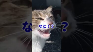 車の下にキジ猫がいたので近付いてみたら何か喋ってきた #shorts【感動猫動画】