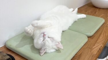 珪藻土を出したら暑がり猫がこうなります…笑【ポムさんとしまちゃん / ねこべや】