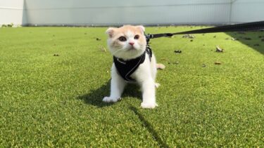 お散歩からどうしても帰りたくない子猫がこうなっちゃいました…【もちまる日記】