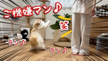 誕生日をお祝いしたらご機嫌になりすぎた猫が可愛すぎたw【猫のレモンちゃんねる】