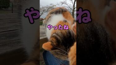 なんとしても膝の上に乗りたい野良猫達 #shorts【感動猫動画】
