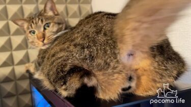 猫がパソコンの上から退かないのでお尻に息を吹きかけた結果こうなりました・・・笑【ぽてとチャンネル】