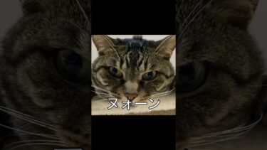 超大型巨猫を駆逐してみた…【てん動画】
