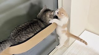 窓にハンモックをつけたら自分だけ登れない子猫ががこうなっちゃいました…笑【もちまる日記】